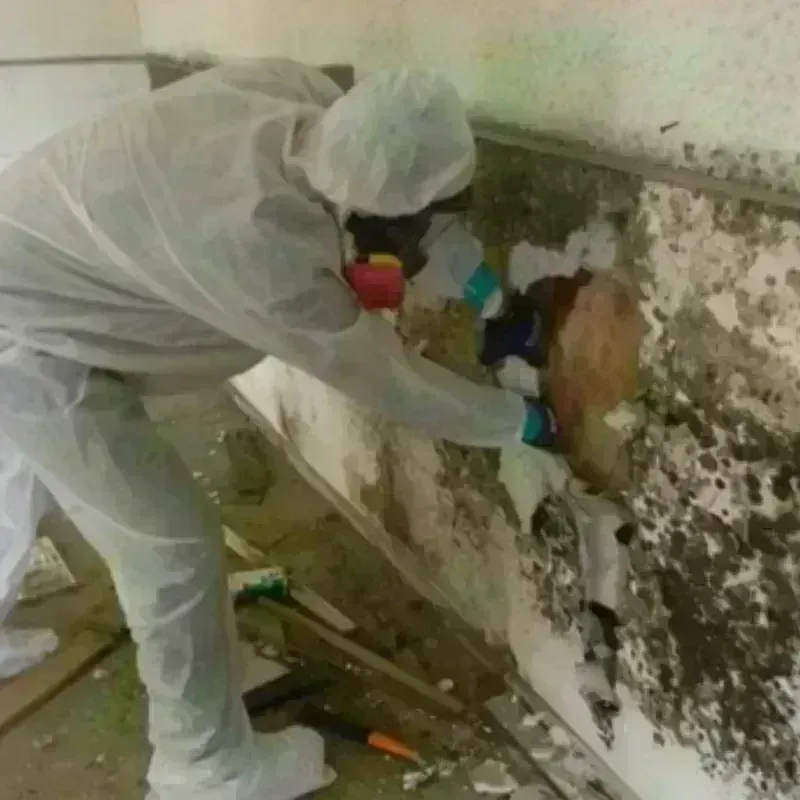 Mold Remediation and Removal in Palo Pinto, TX